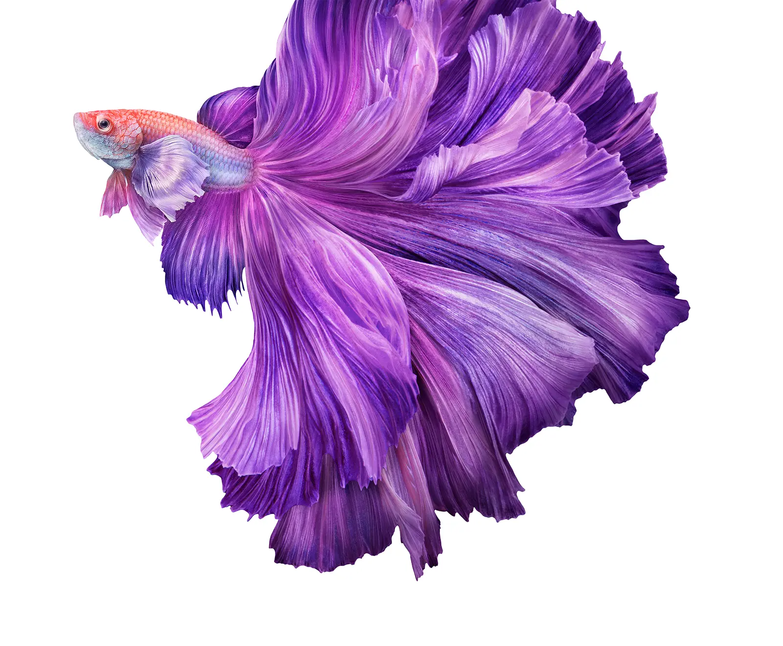 Digital imaging of fish for Telus. Complex CG lighting and material development by Pierre Bourjo.