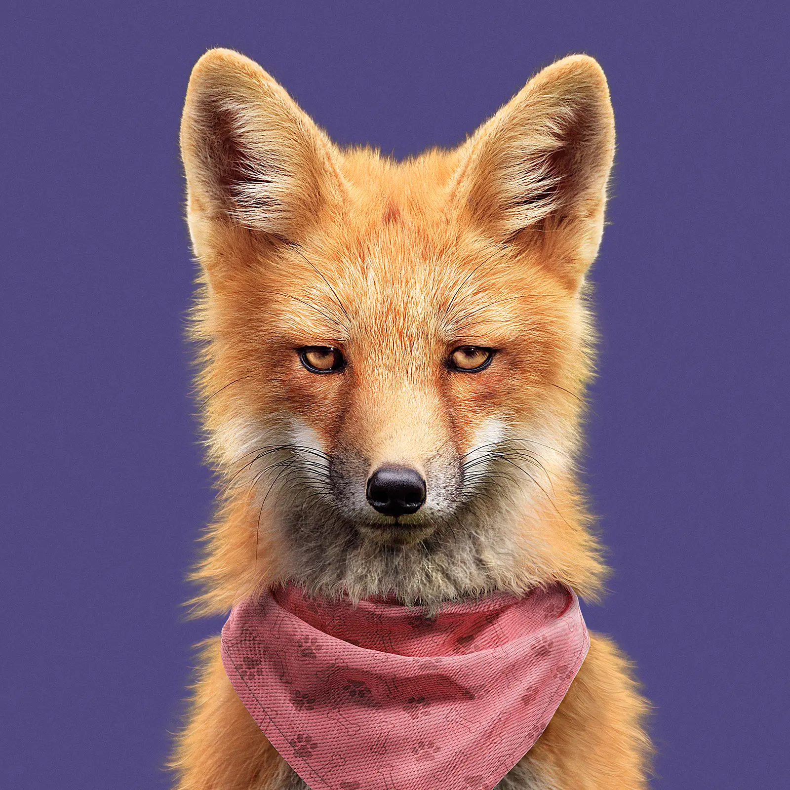 CGI and digital imaging of animals for the City of Toronto. Fox, Coyote, Raccoon. Creative compositing and VFX production by Pierre Bourjo Imaging.