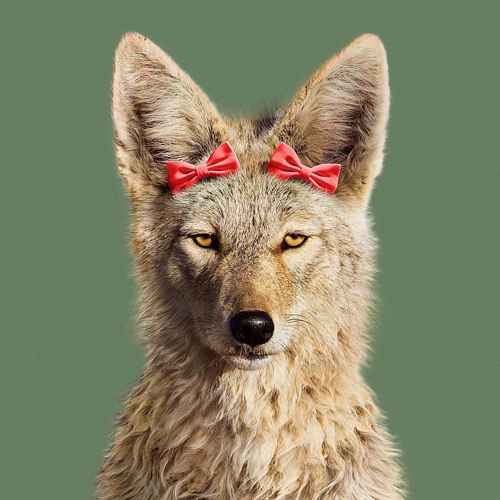 CGI and digital imaging of animals for the City of Toronto. Fox, Coyote, Raccoon. Creative compositing and VFX production by Pierre Bourjo Imaging.