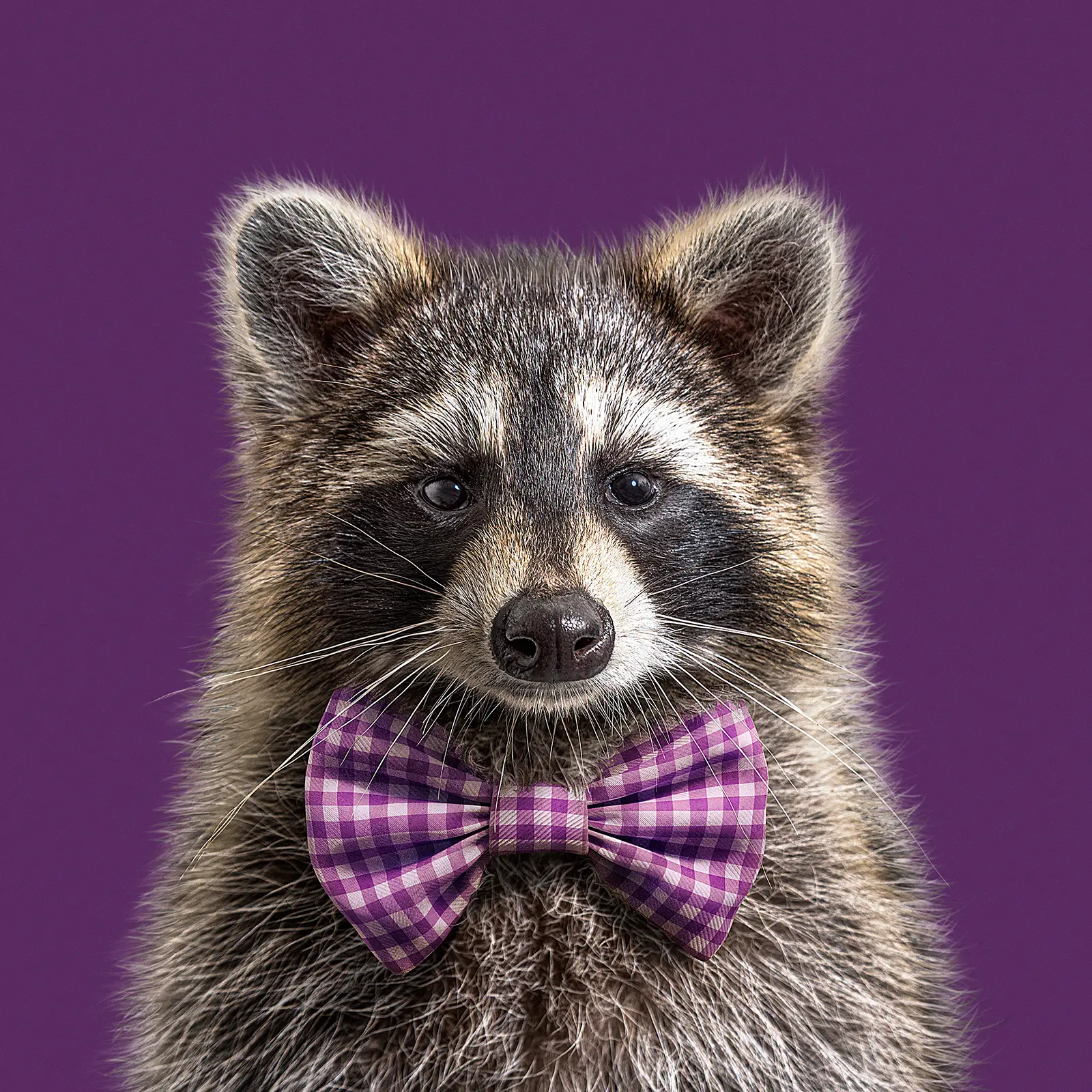 CGI and digital imaging of animals for the City of Toronto. Fox, Coyote, Raccoon. Creative compositing and VFX production by Pierre Bourjo Imaging.